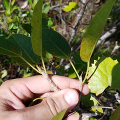 Ficus citrifolia