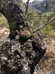 Mammillaria karwinskiana karwinskiana