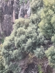 Olea europaea cerasiformis