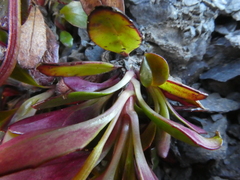 Epilobium crassum