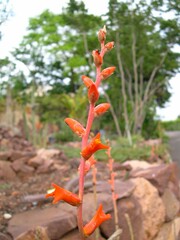 Dyckia remotiflora