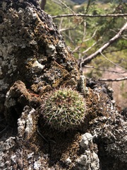 Mammillaria karwinskiana karwinskiana