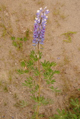 Lupinus nootkatensis