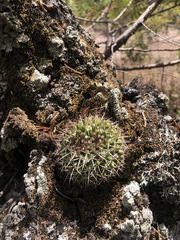 Mammillaria karwinskiana karwinskiana