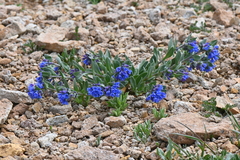 Mertensia bakeri