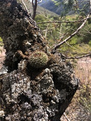 Mammillaria karwinskiana karwinskiana