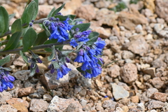Mertensia bakeri