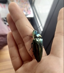 Campsosternus auratus