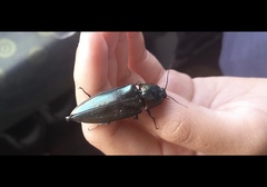 Campsosternus auratus