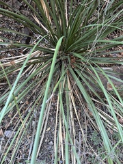 Dasylirion leiophyllum