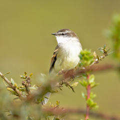 Mecocerculus leucophrys