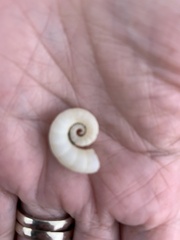 Spirula spirula