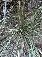 Dasylirion leiophyllum