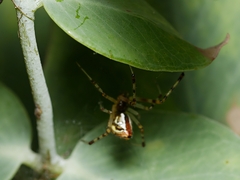 Theridion pyramidale