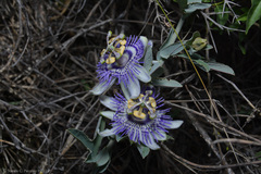 Passiflora mooreana