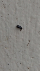 Salpingus viridiaeneus