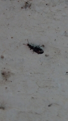 Salpingus viridiaeneus