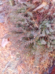 Chenolea diffusa