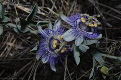 Passiflora mooreana