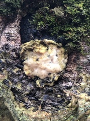 Trichoderma sulphureum