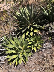 Agave kerchovei