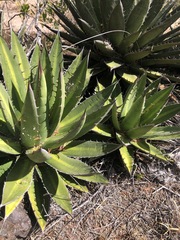 Agave kerchovei