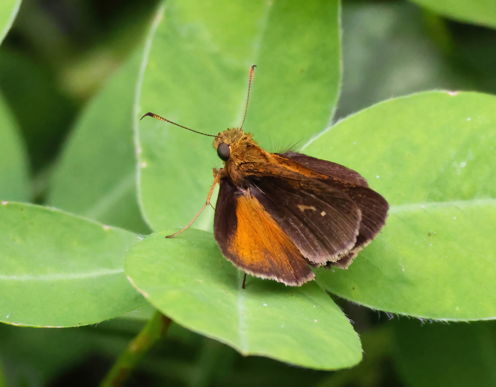 Psoralis brunnescens