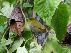 Chlorospingus flavigularis