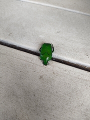 Ischiopsopha wallacei