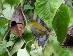 Chlorospingus flavigularis