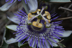 Passiflora mooreana