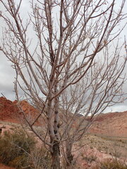 Fraxinus anomala