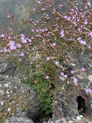 Limonium hyblaeum