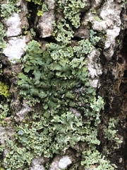 Phaeophyscia pusilloides