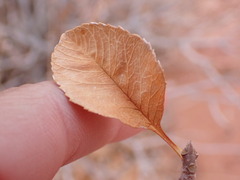 Fraxinus anomala