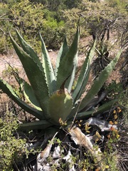 Agave marmorata