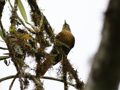 Anabacerthia variegaticeps