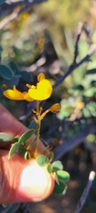Senna purpusii