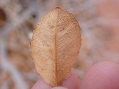 Fraxinus anomala