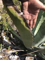 Agave marmorata