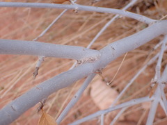 Fraxinus anomala