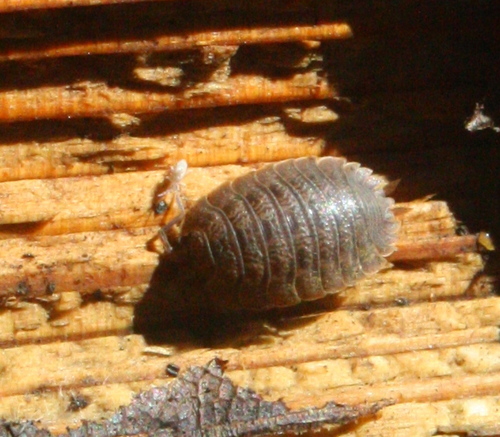 Porcellio dilatatus