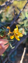 Senna purpusii