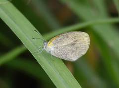 Eurema daira