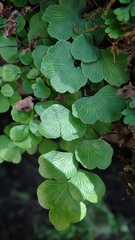 Adiantum chilense