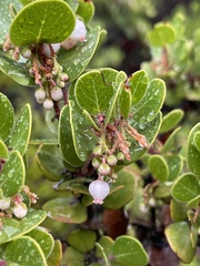 Arctostaphylos sensitiva