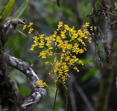 Oncidium sphacelatum