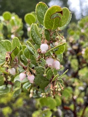 Arctostaphylos sensitiva