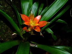 Guzmania lingulata