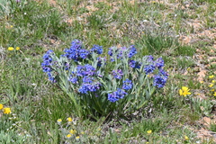 Mertensia bakeri